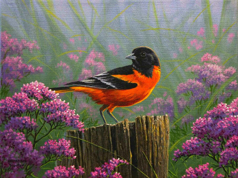 Oriole on Wooden Post