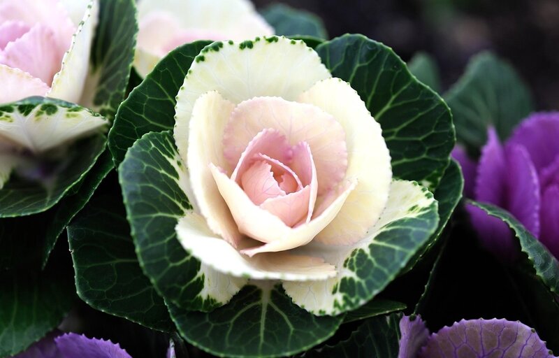 ornamental cabbage flower