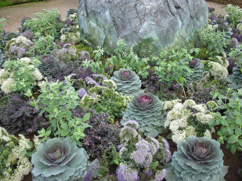Ornamental Cabbage Garden