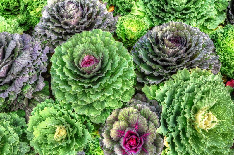 Ornamental Cabbages — Green