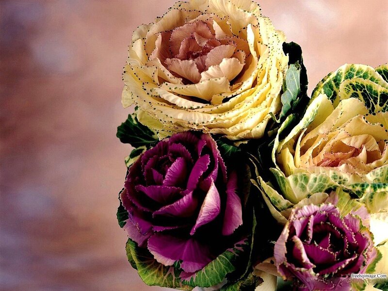 Ornamental Kale Flowers — Purple