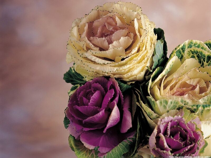 Ornamental Kale Flowers