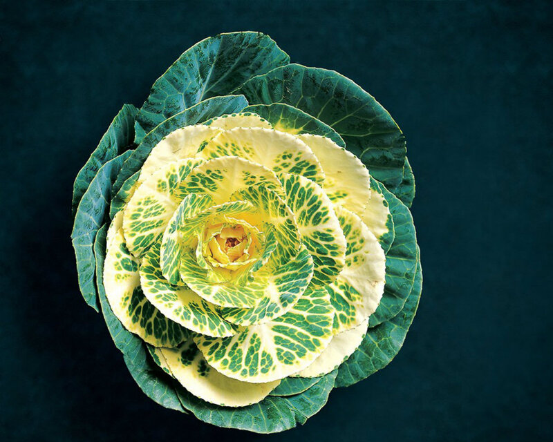 Ornamental Kale Plant — Green
