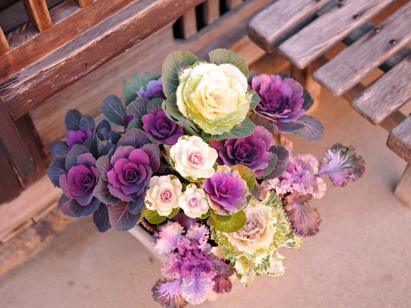 Ornamental Kale Plants — Purple
