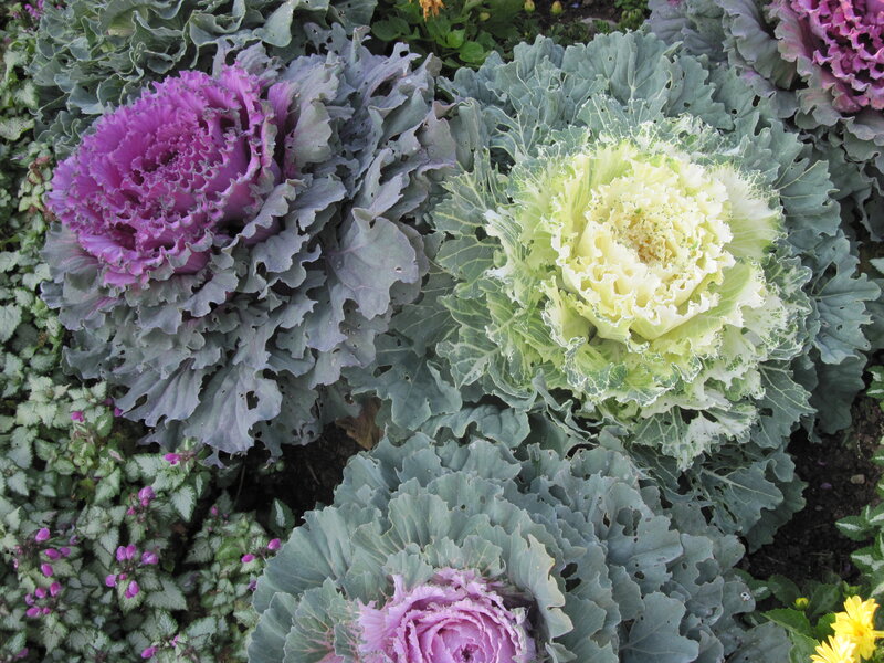 Ornamental Kale Plants