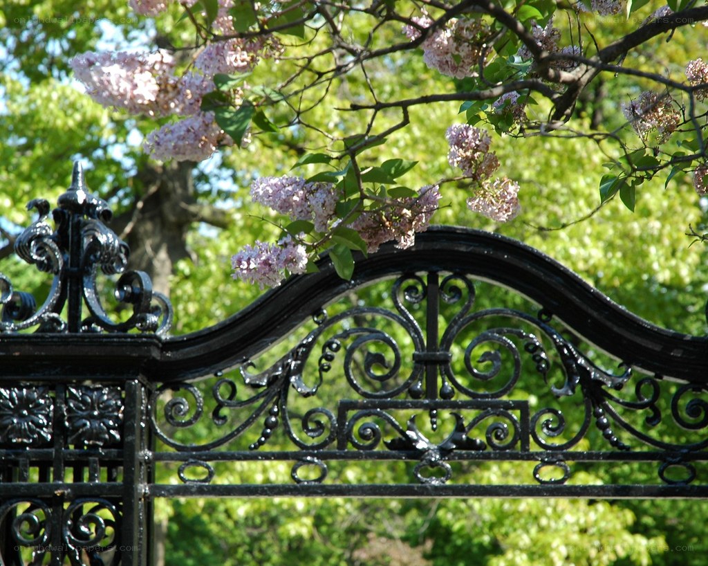 ornate gate with lilac blossoms