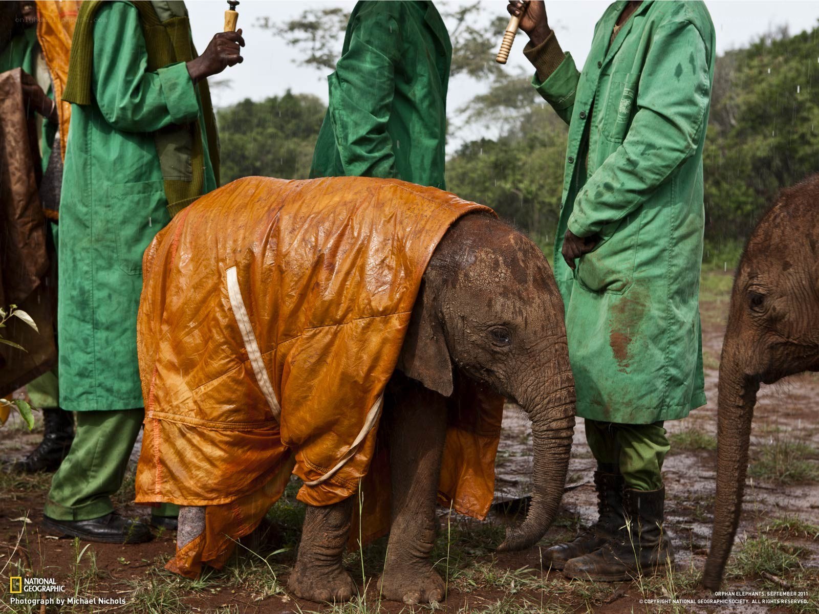 Orphan elephant in rain