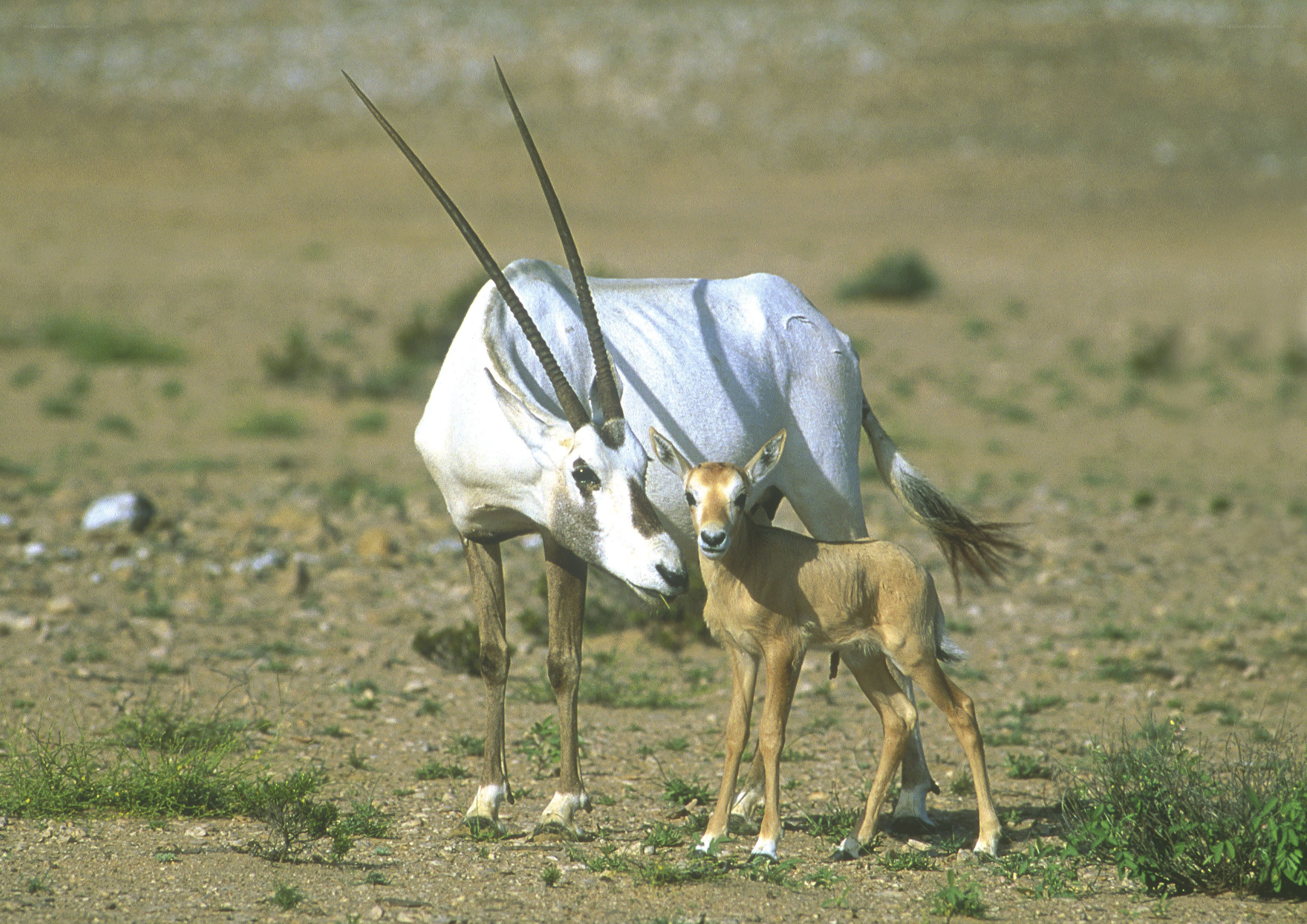 Oryx and its calf in desert
