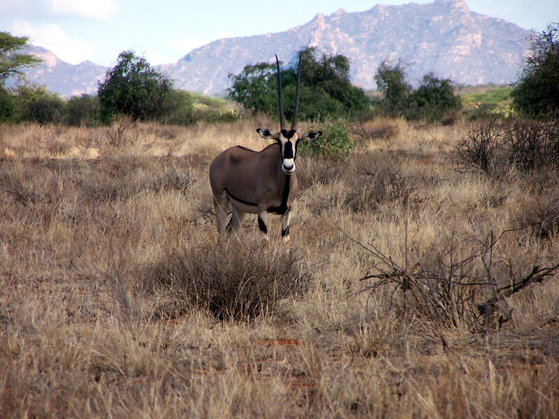 Oryx Antelope in Savanna