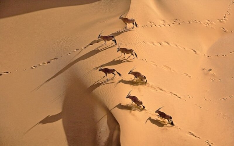 Oryx Antelopes in Desert