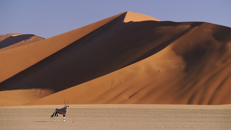 Oryx in Desert — Orange, Dramatic