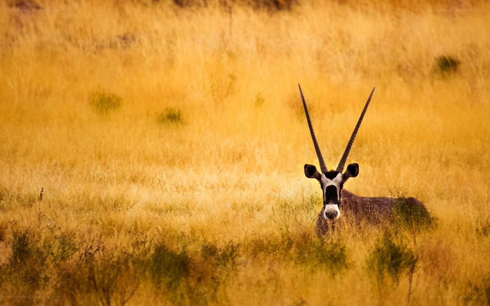 Oryx in golden grass