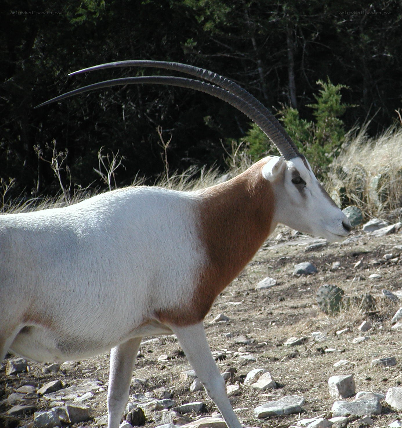 Oryx in natural habitat