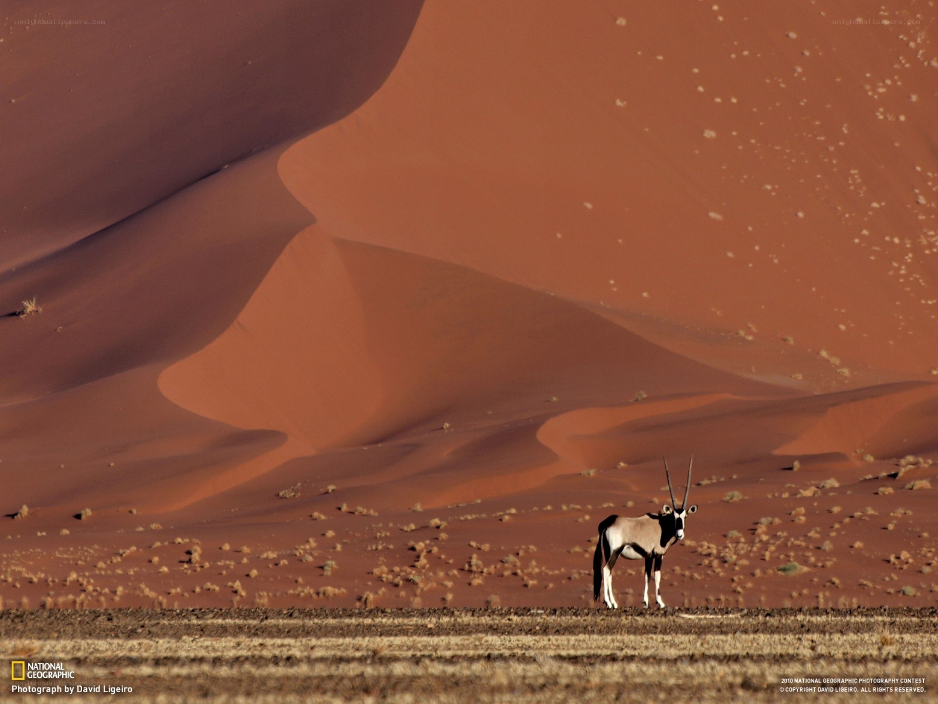 Oryx in the desert