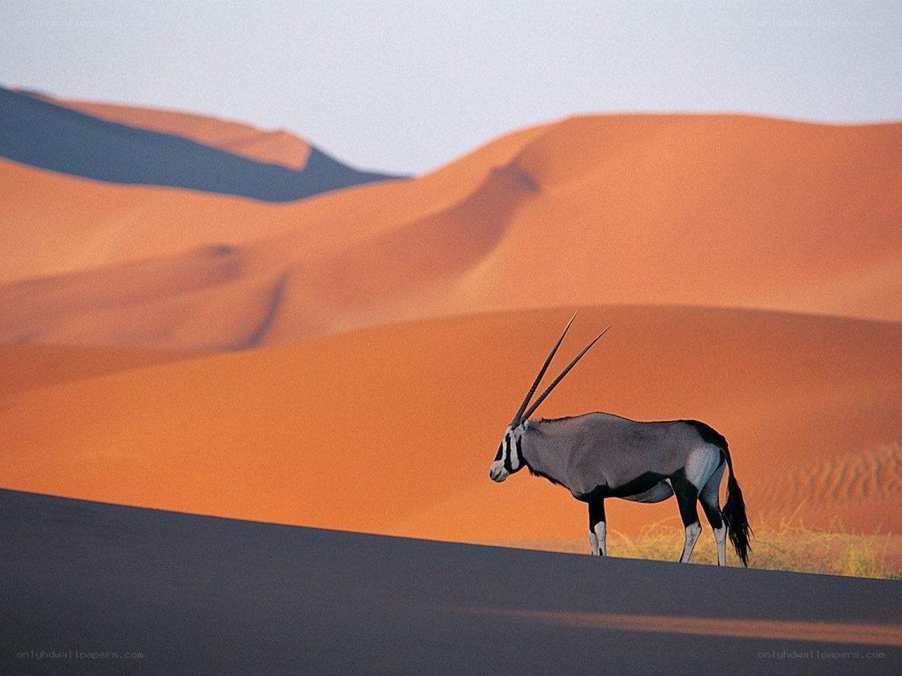 Oryx in the desert