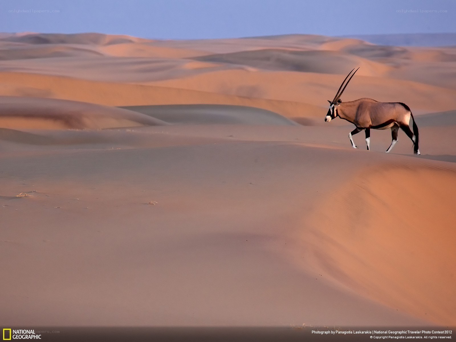 Oryx in the desert