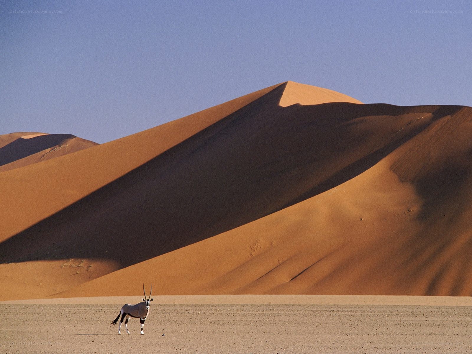 Oryx in the desert