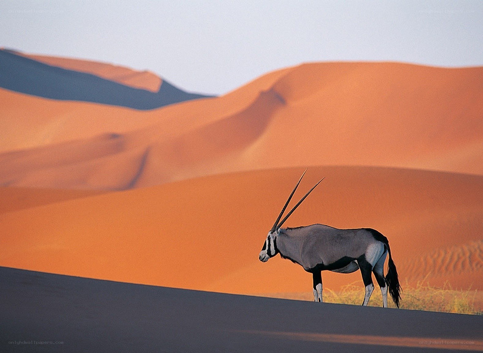 Oryx in the desert