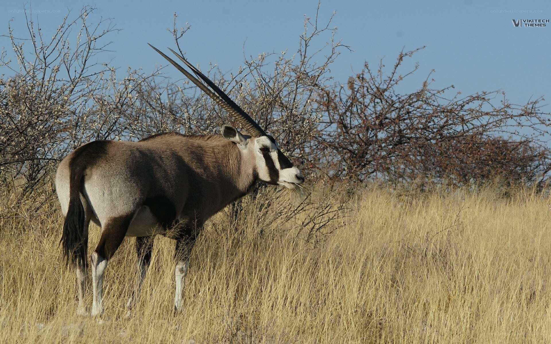 Oryx in the savanna