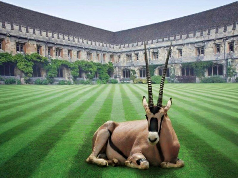 Oryx on a college lawn