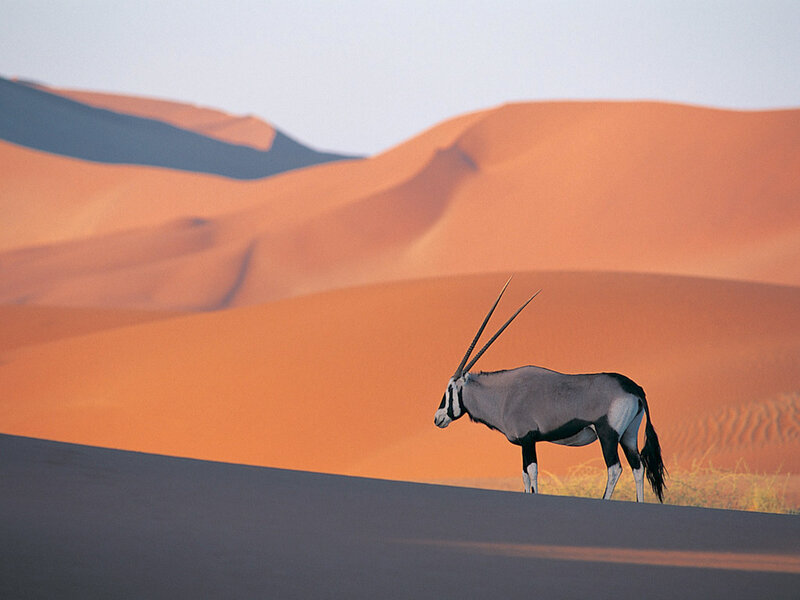 Oryx on a sand dune