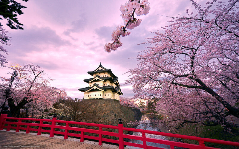 Osaka Castle — Pink, Serene, Spring, Photograph
