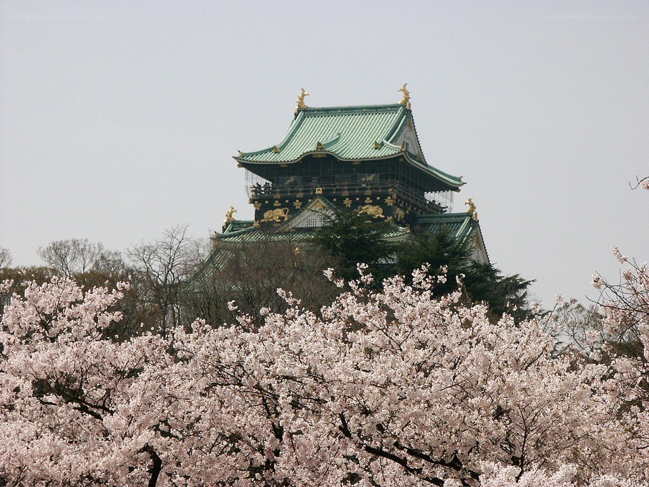 Osaka Castle with cherry blossoms