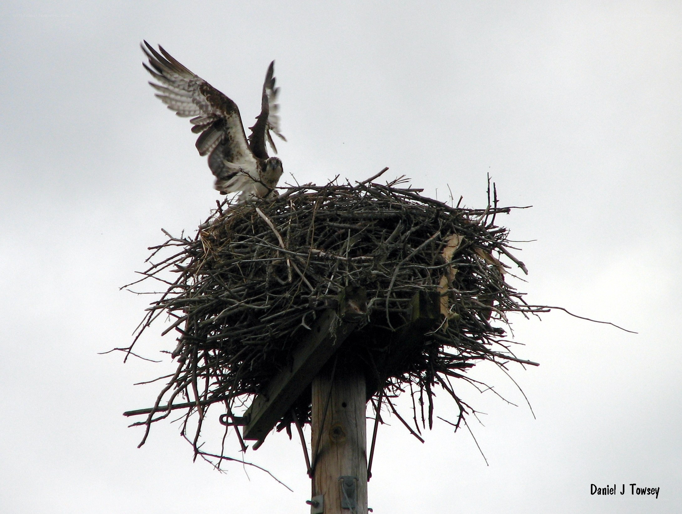 Osprey at its nest