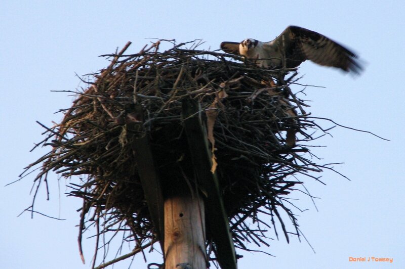 Osprey at Nest