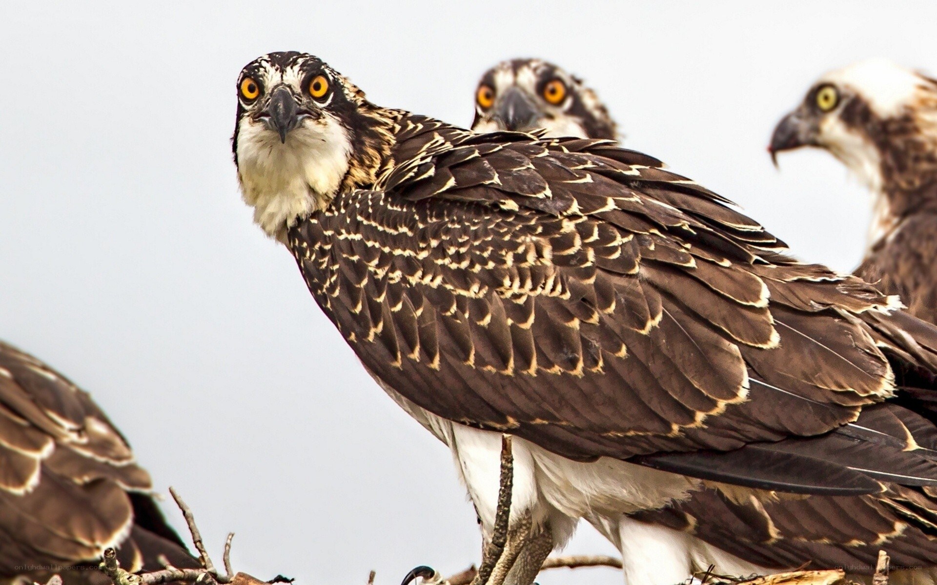Osprey birds in a nest