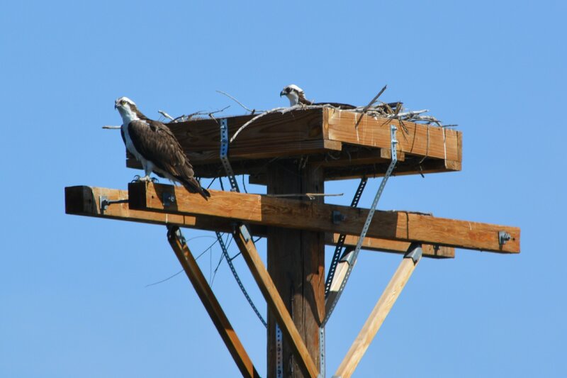 Osprey Birds on Nest