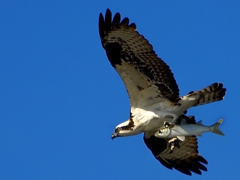 Osprey carrying a fish