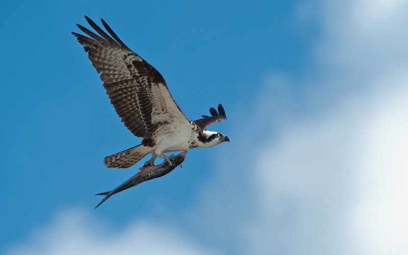 Osprey Carrying Fish — Blue, Dynamic, Afternoon