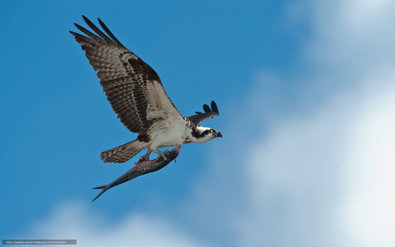 Osprey Carrying Fish — Blue