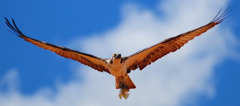 Osprey Carrying Fish