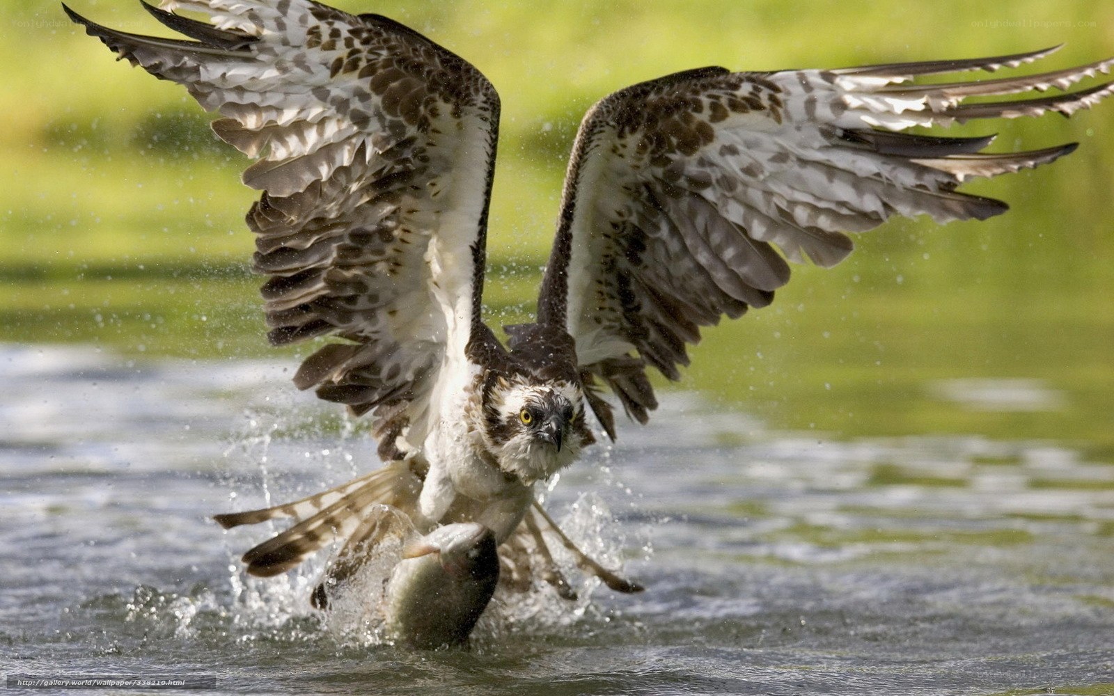 Osprey catching fish