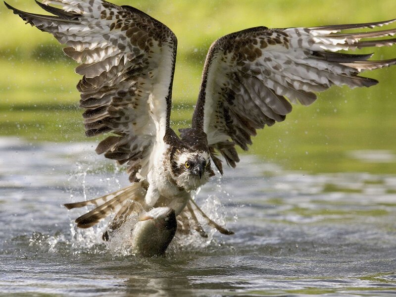 Osprey catching fish