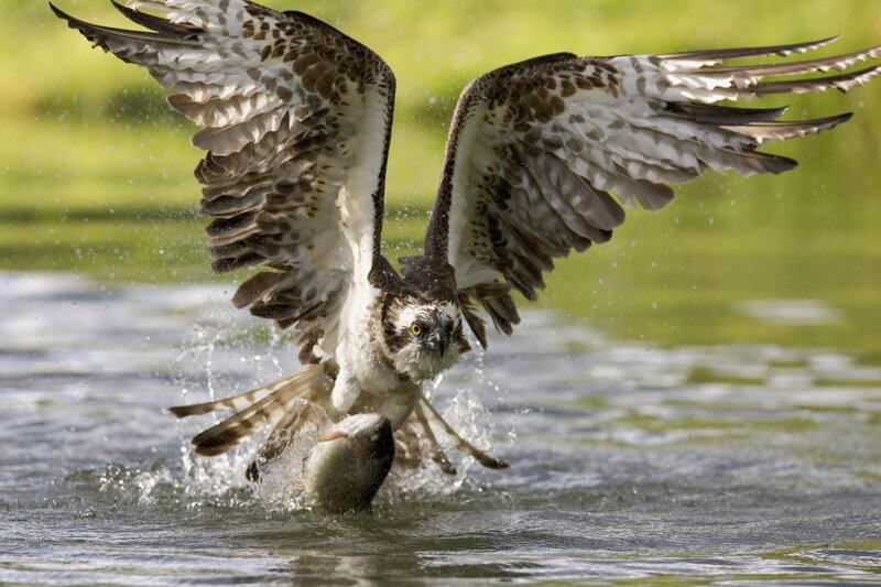 Osprey catching fish