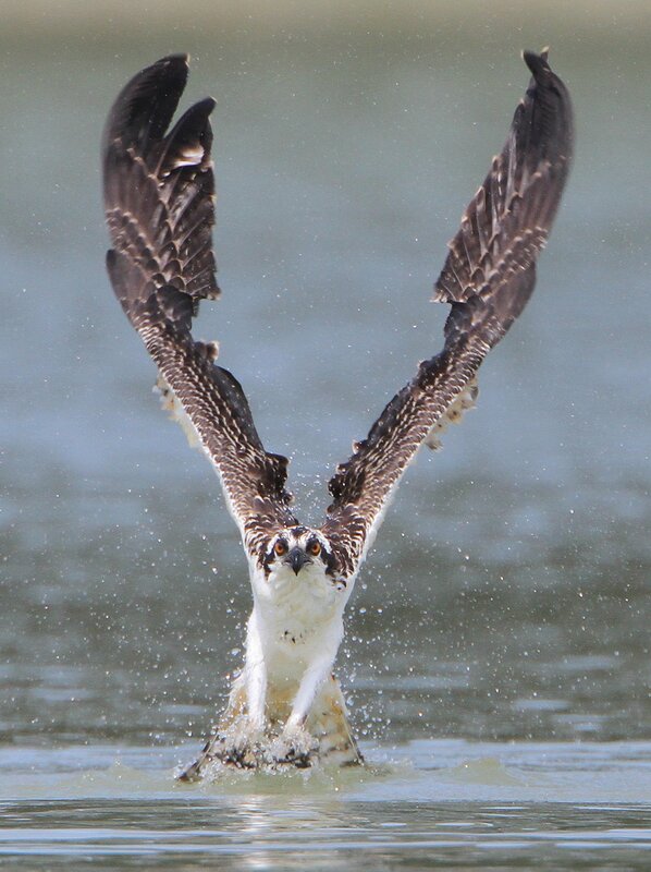 Osprey catching fish