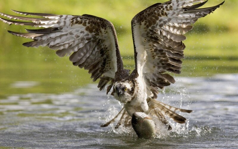 Osprey Catching Fish — Bird