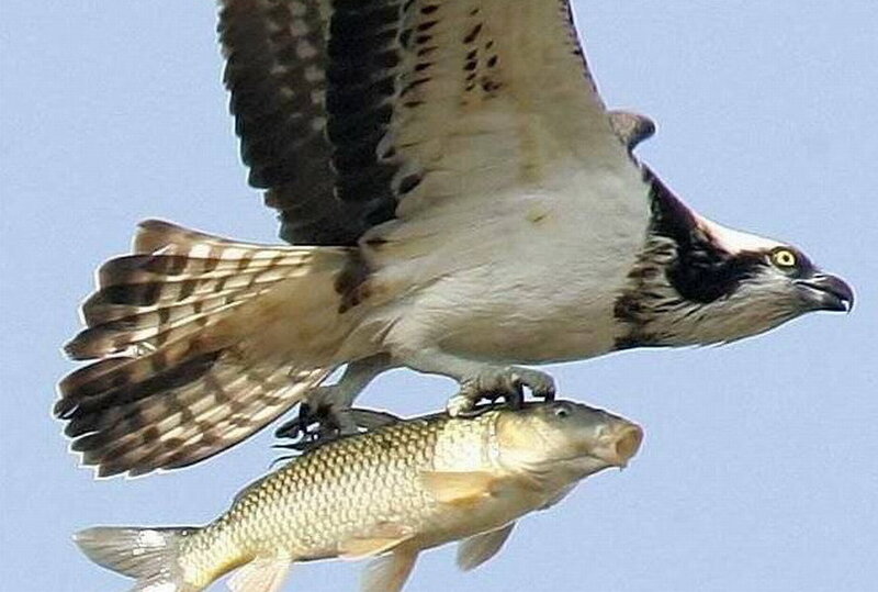 Osprey Catching Fish — Blue