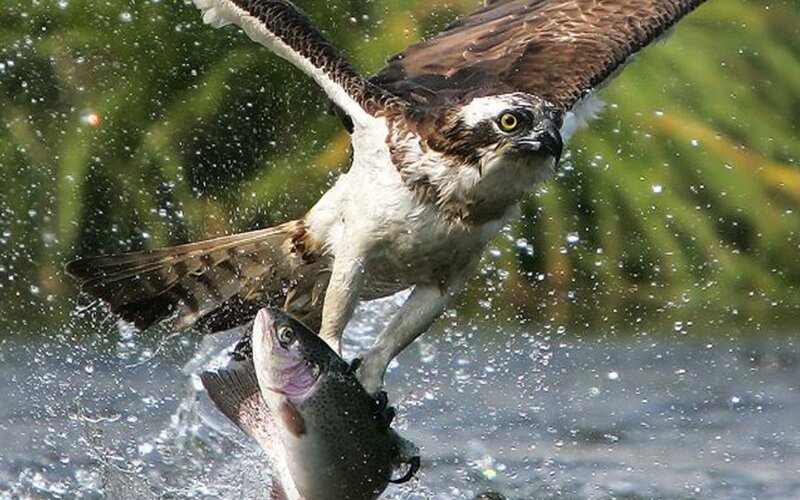 Osprey Catching Fish — Brown, Bird