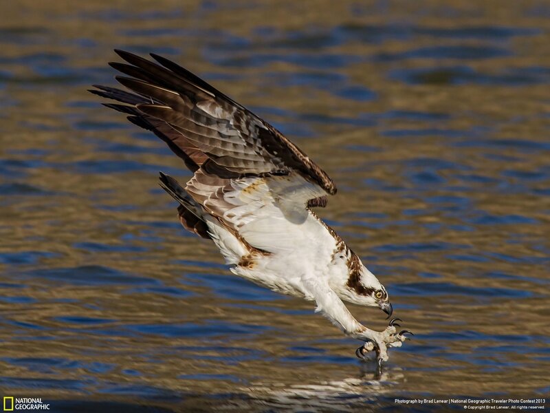 Osprey Catching Fish — Brown, Dramatic, Afternoon, Photograph, Bird, Water