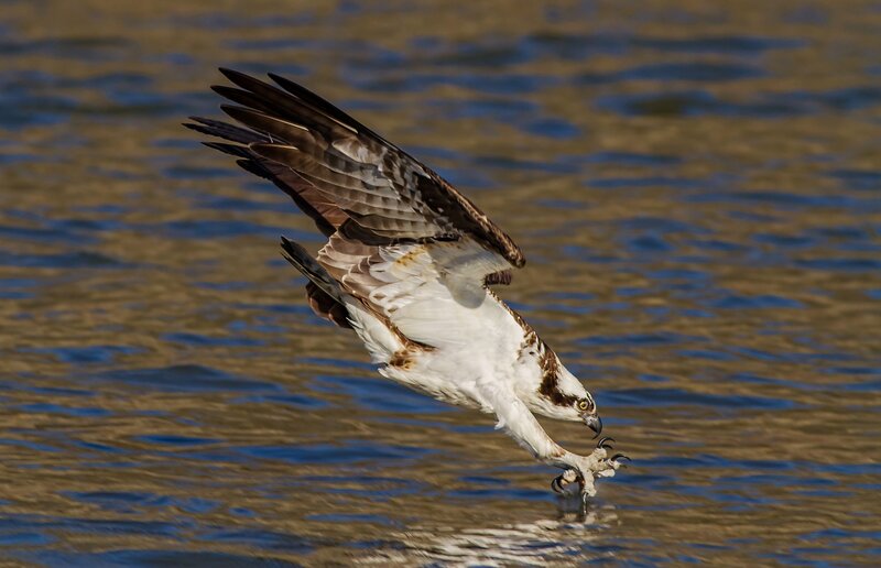 Osprey Catching Fish — Brown, Dramatic, Afternoon, Photograph