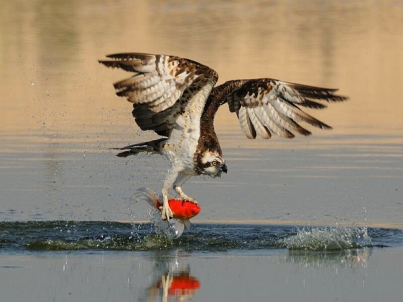 Osprey Catching Fish — Brown, Dramatic, Afternoon