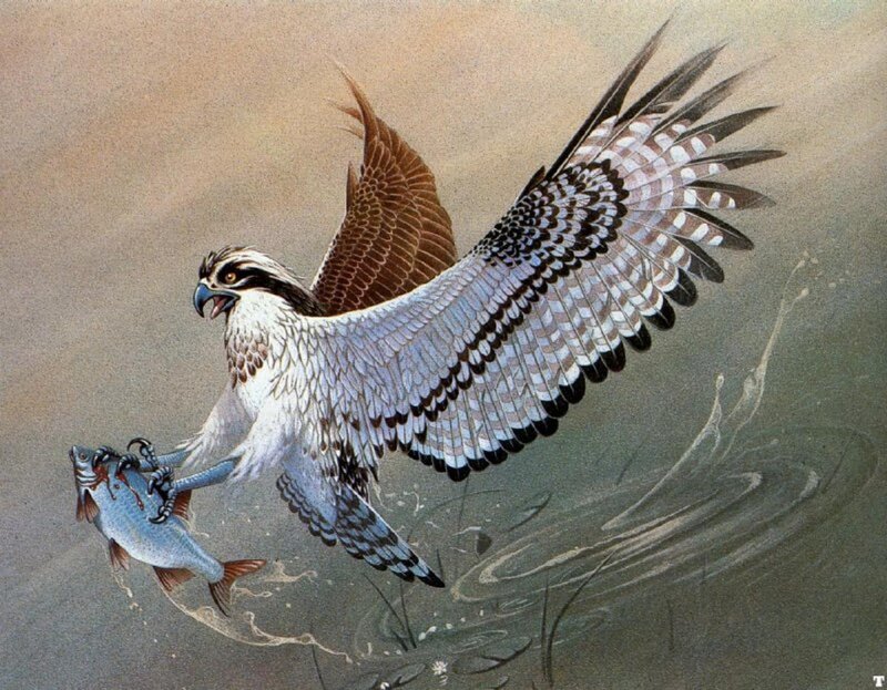 Osprey Catching Fish — Brown, Dramatic, Illustration