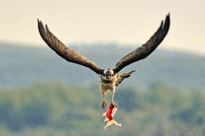 Osprey Catching Fish — Brown, Dramatic, Photograph