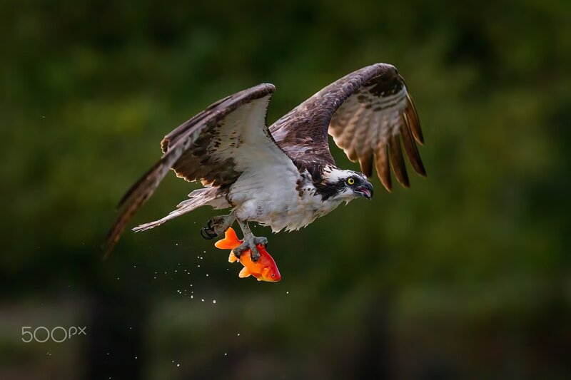 Osprey Catching Fish — Brown, Dramatic, Photograph, Wings