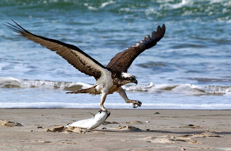 Osprey Catching Fish — Brown, Dramatic