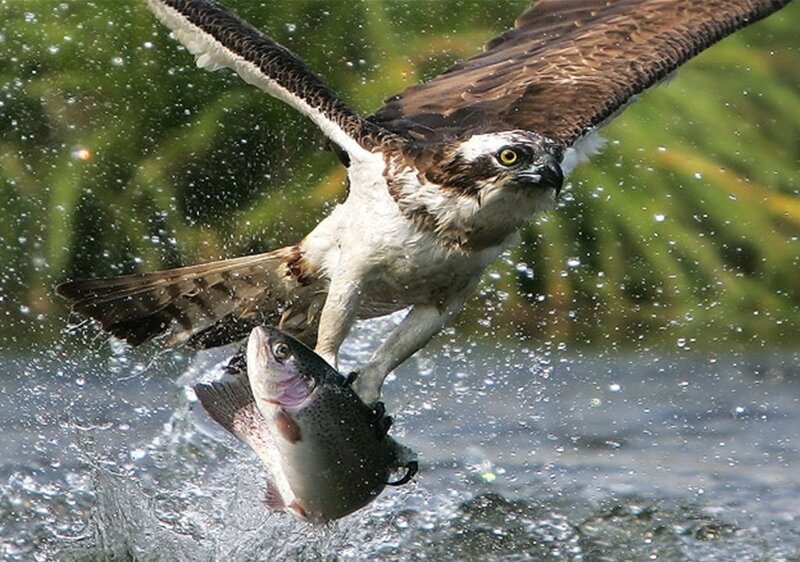 Osprey Catching Fish — Brown, Dynamic, Afternoon, Photograph, Bird